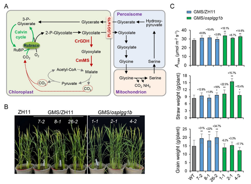 GMS光呼吸支路提高水稻生物量和產(chǎn)量